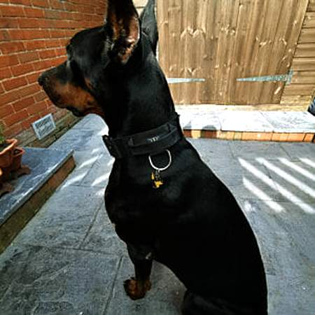doberman uk7.jpg